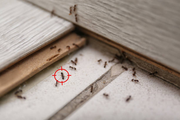 Best Termite Control Services  in Dland, MI