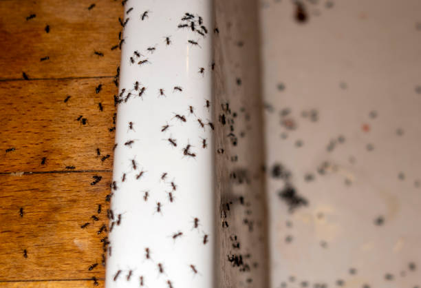 Best Best Pest Control Companies  in Dland, MI