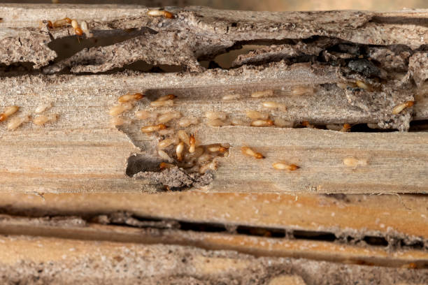 Best Pest Control Treatment  in Dland, MI