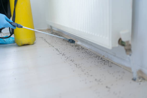 Best Bed Bug Extermination  in Dland, MI