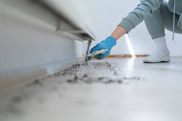 Insect Control in Midland, MI